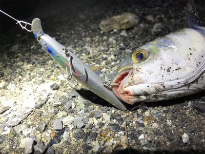 キビレわらわら