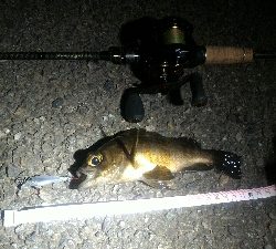 激渋メバリング