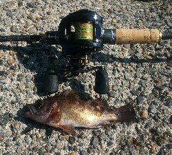 癒やされデイメバル