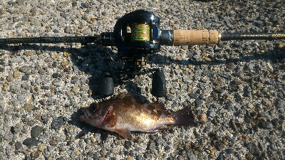 癒やされデイメバル