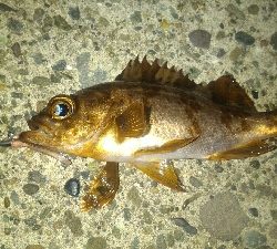 表層惨敗からの泣き尺ガシラ