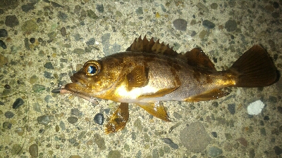 表層惨敗からの泣き尺ガシラ