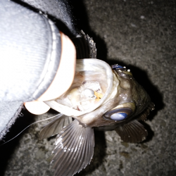 時合がハッキリ