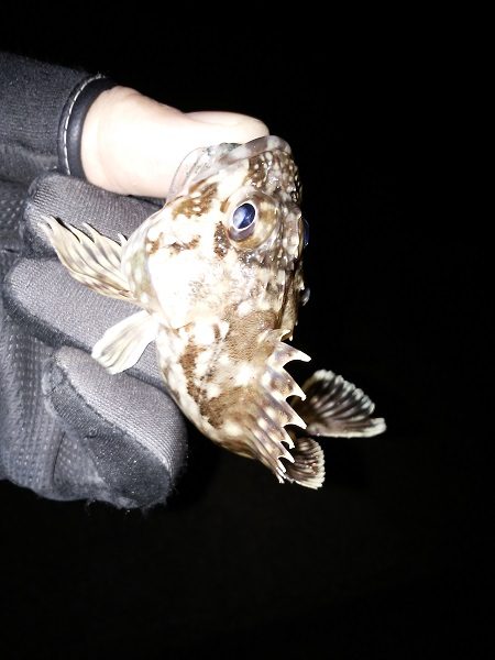 ダブルヘッダー