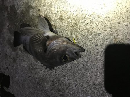 今シーズン最大！