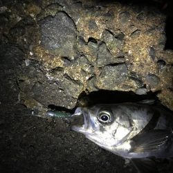 イカナゴ解禁前に！