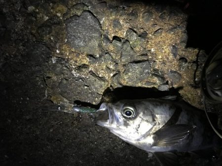 イカナゴ解禁前に！