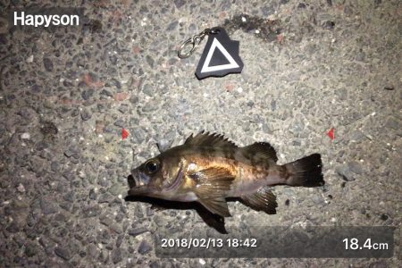 久しぶりのメバリング