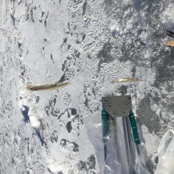 ワカサギ氷上釣り