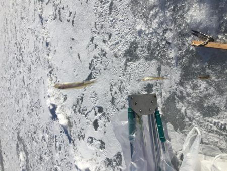 ワカサギ氷上釣り