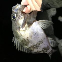 メバリング爆釣第二弾