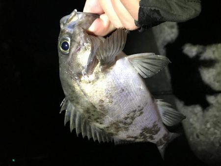 メバリング爆釣第二弾