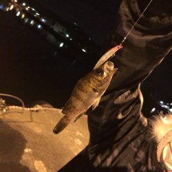 メバルくん★10匹以上★