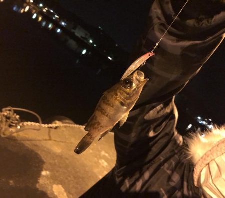 メバルくん★10匹以上★