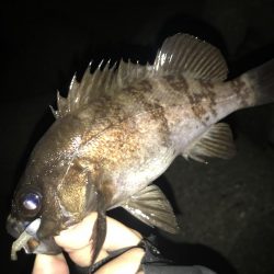 メバリング釣行第3弾