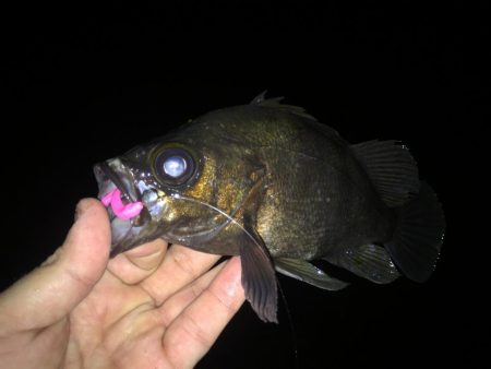 メバル好釣中♪