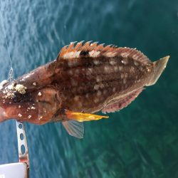 激シブのデイアジング