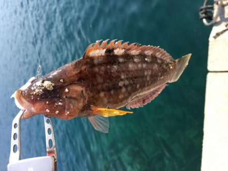 激シブのデイアジング