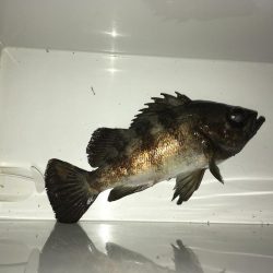 ライトワインド