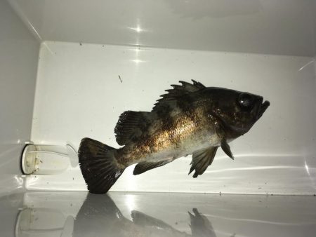 ライトワインド