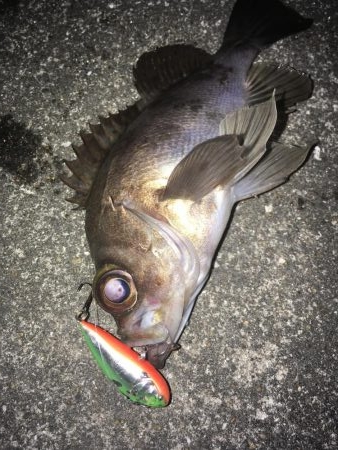 プラッギン...グ？