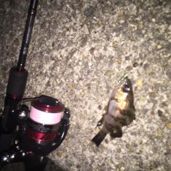 今年初のタケノコ狩り