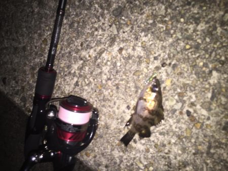 今年初のタケノコ狩り