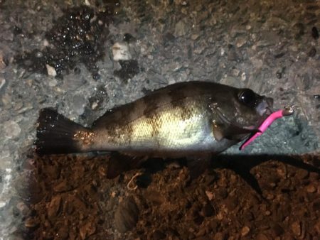 漁港メバリング