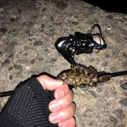 メバリング?ガシリング?