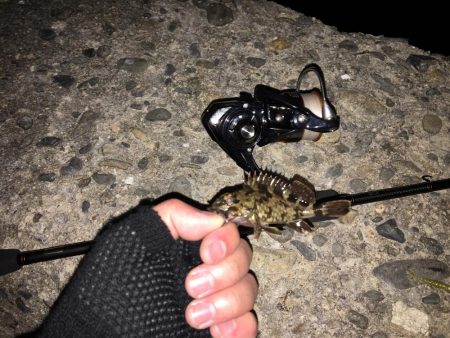 メバリング?ガシリング?