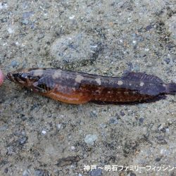 極寒落とし込み