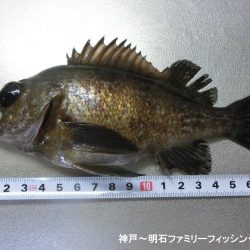 ライトゲーム日和