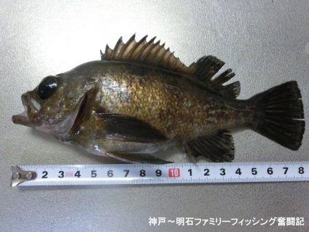 ライトゲーム日和