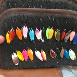 芥川マス釣り場のトラウト