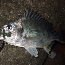 厳冬期のチニング