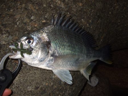 厳冬期のチニング