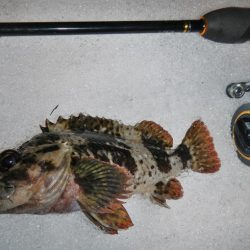 今夜も行ってしまいました