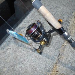 ちょこっとデイゲーム(淀川シーバス釣行)。