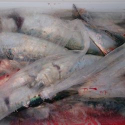 アジでもつれないかなーと