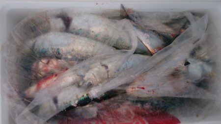 アジでもつれないかなーと