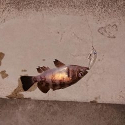 今日もプラグ縛り