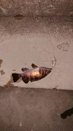 今日もプラグ縛り