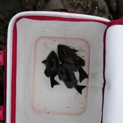 太地でグレ釣り