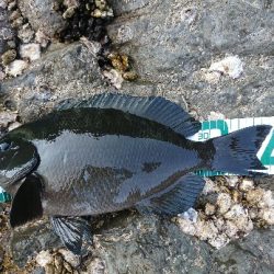 方座浦でグレ釣り