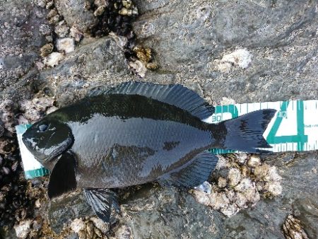 方座浦でグレ釣り