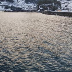 エギング　ヤリイカ