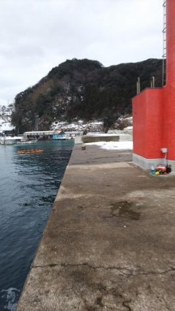 エギング　ヤリイカ