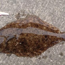 なんか釣れんかな