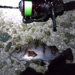 メバリング楽し～(*^^*)