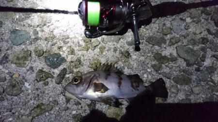 メバリング楽し～(*^^*)